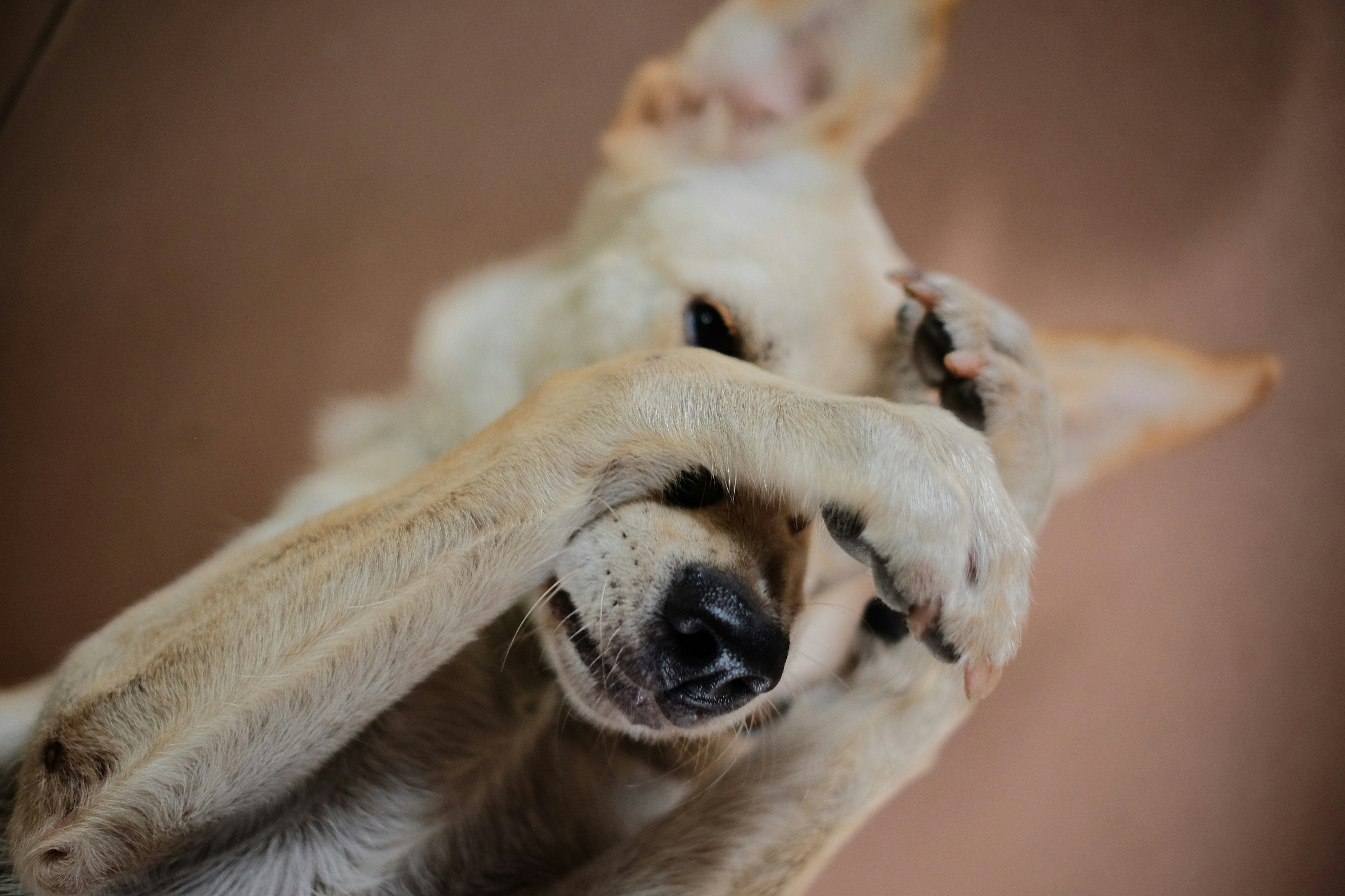 Dog covering its face with its front paws, appearing shy or uncomfortable, with a soft brown background.