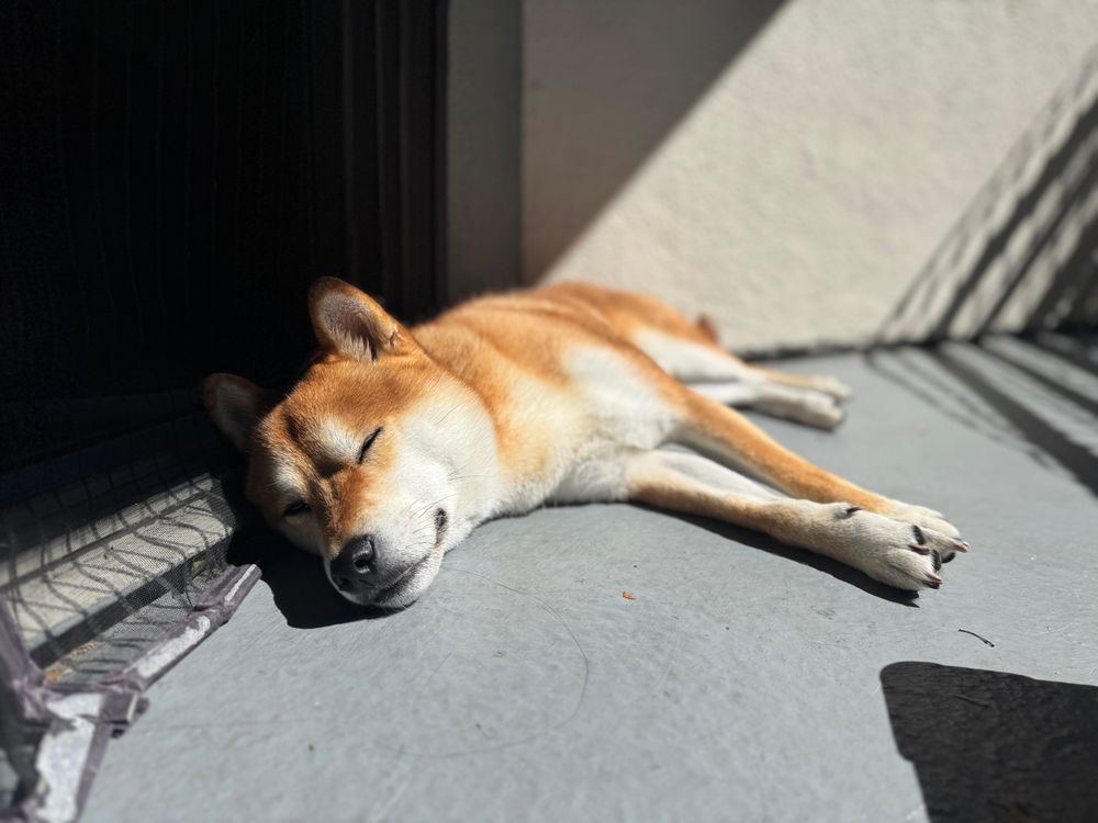 Why Dogs Sunbathe (And What They’re Really Doing Out There)