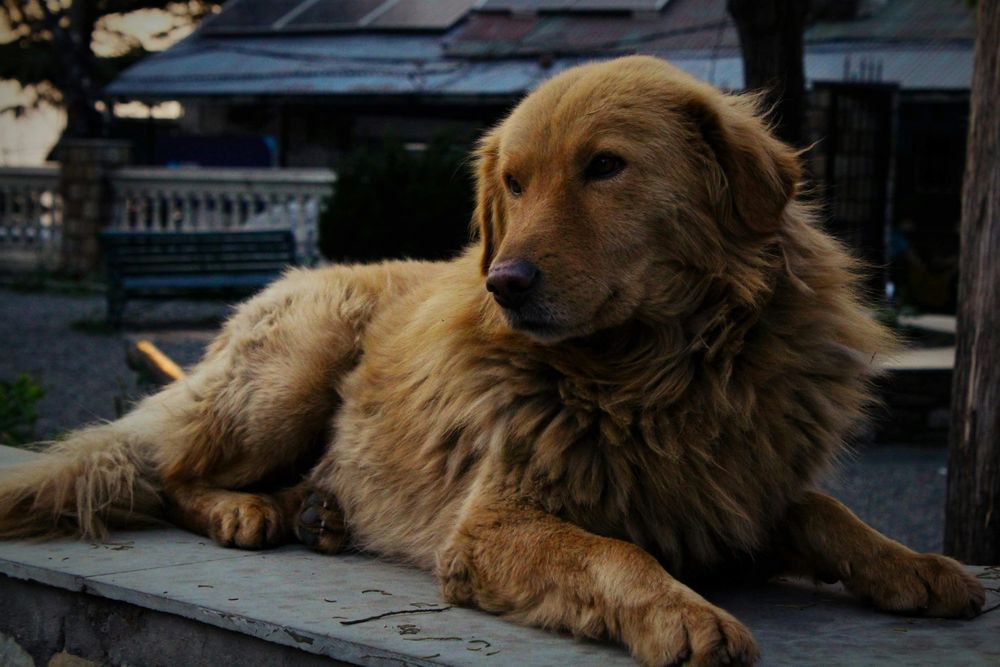 Why Balanced Omega-3 and Omega-6 Fatty Acids Are Essential for Your Dog’s Health