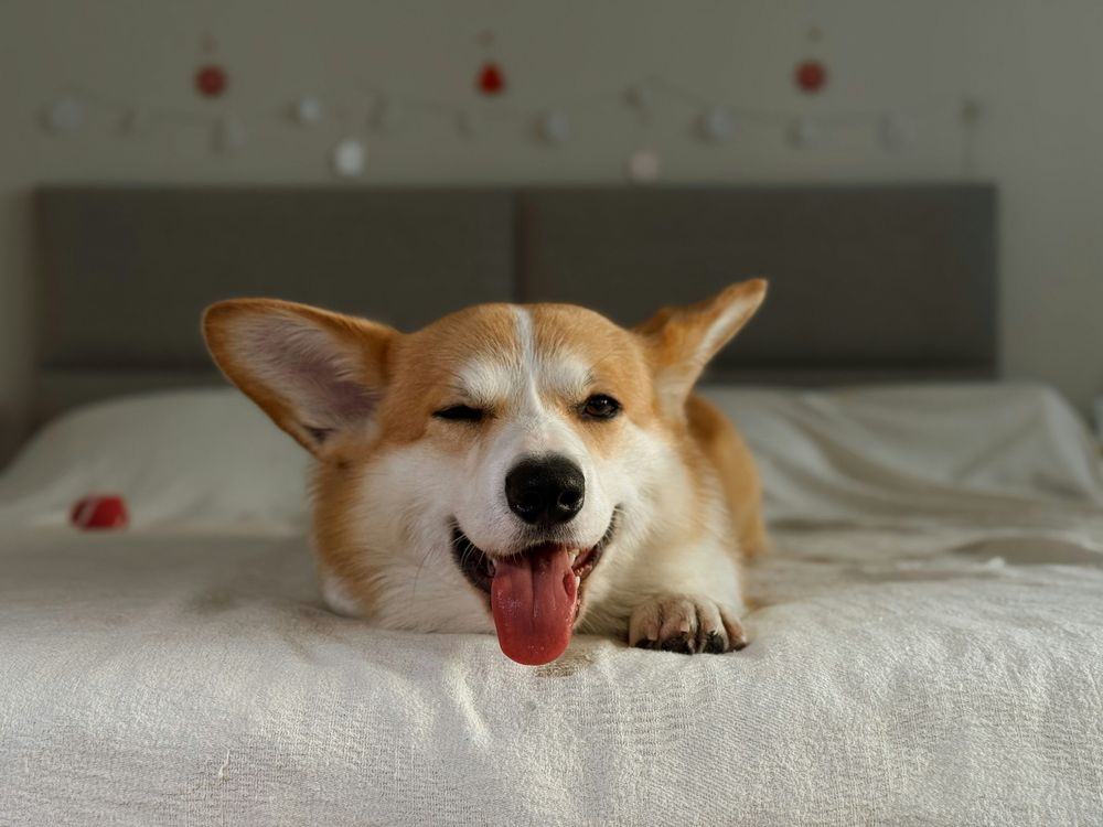 Happiness Rituals: Your Dog’s Contentment Ceremony After Meals