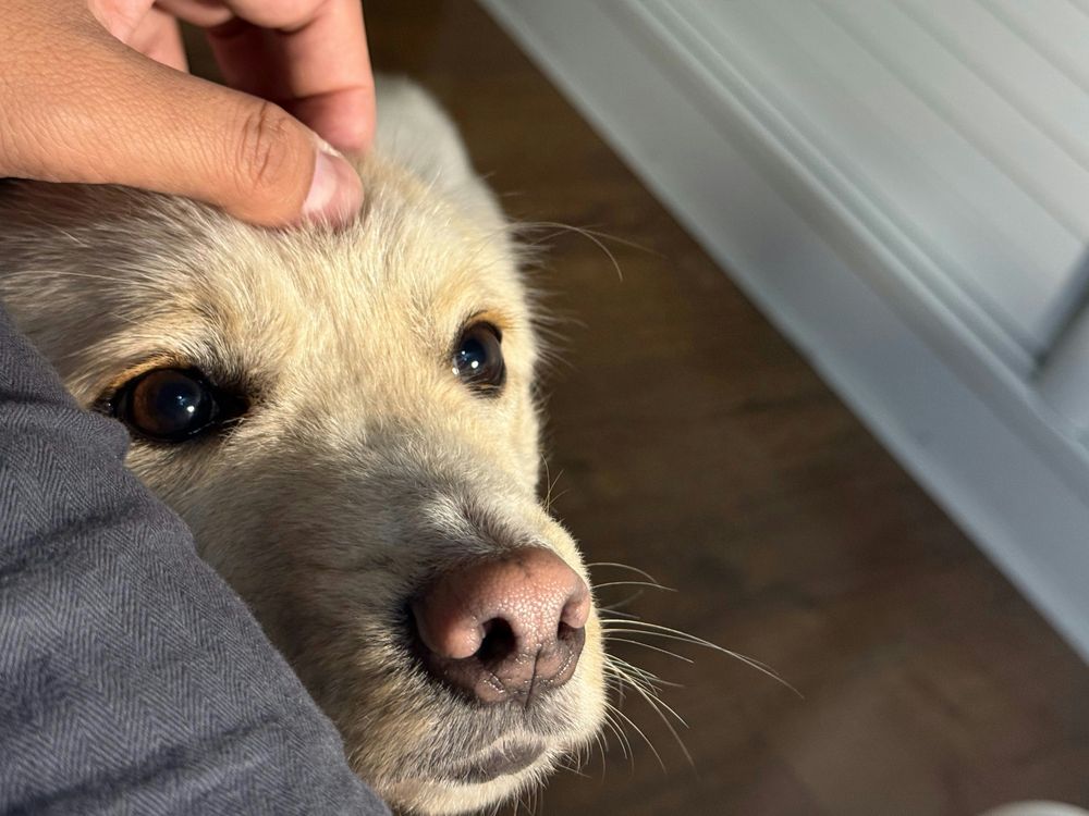 Help! My Dog Has Fleas: What New Pet Owners Need to Know About Flea Prevention vs. Reactive Treatment