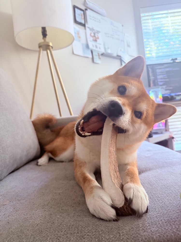 Why Chewing Is One of the Best Things Your Dog Can Do