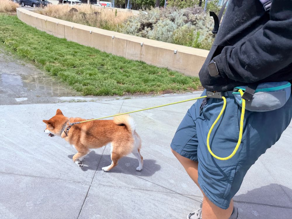 Benefits of a Hands-Free Dog Leash: The Physics of the Pull