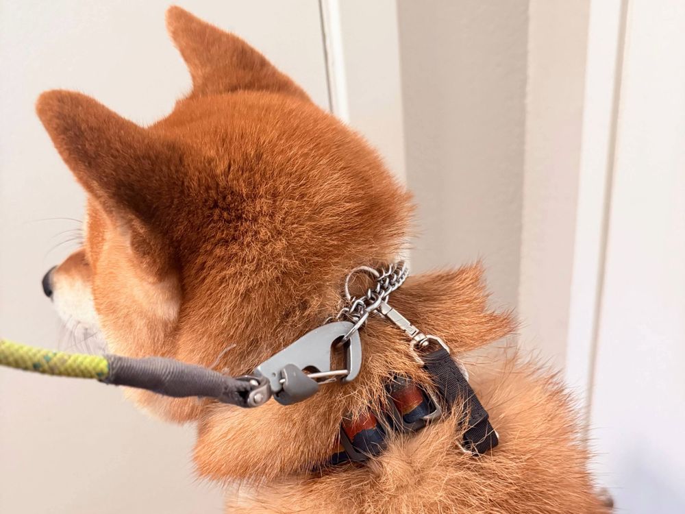 How to Fit and Use a Prong Collar Safely