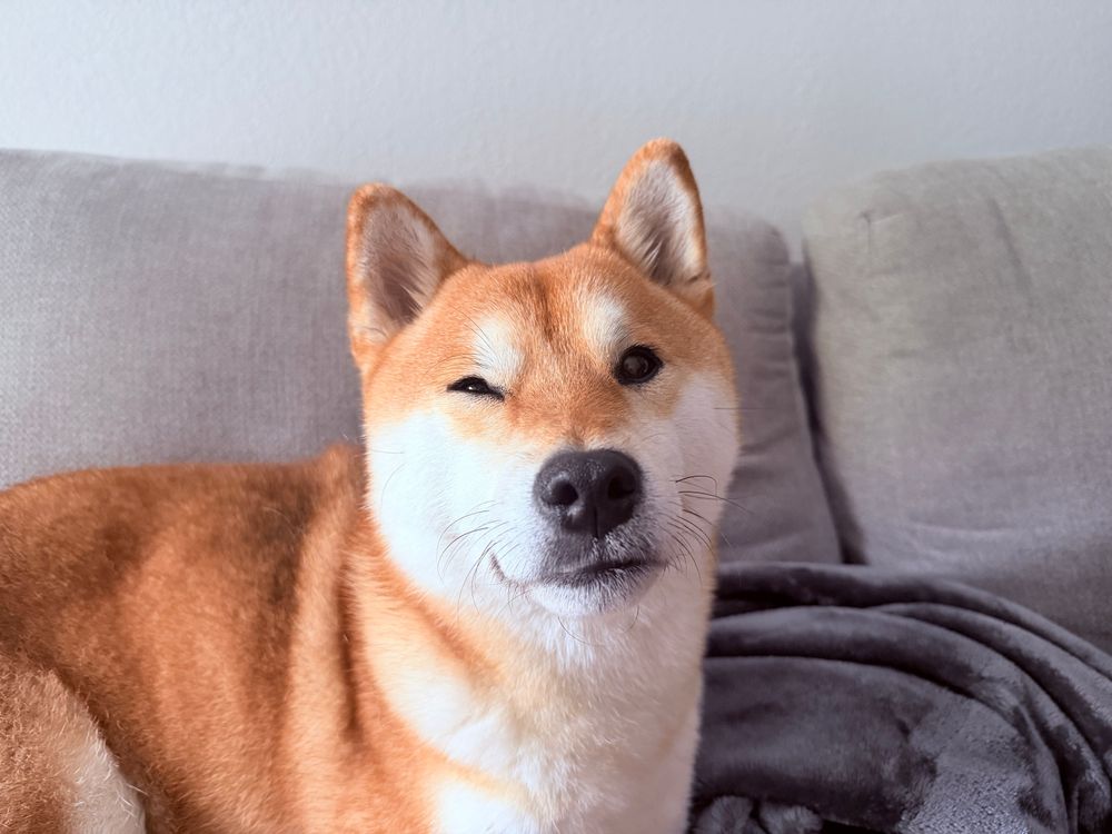 Dog Hit in the Eye With a Ball: Normal Healing or Vet Visit?