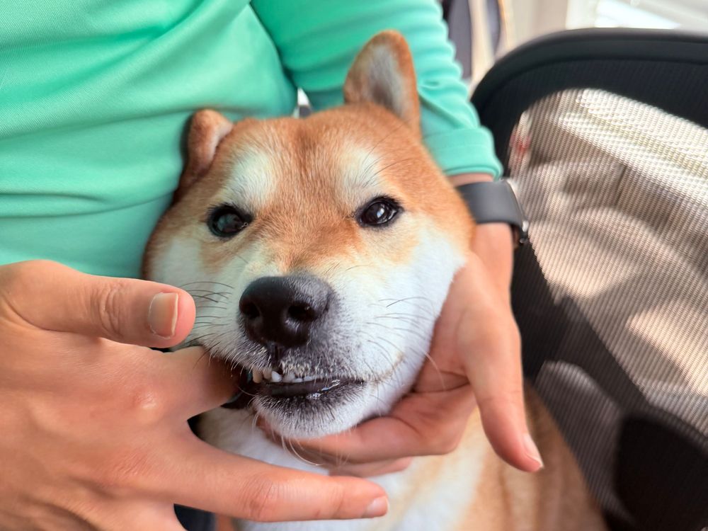 How to Brush Your Dog's Teeth Without the Struggle