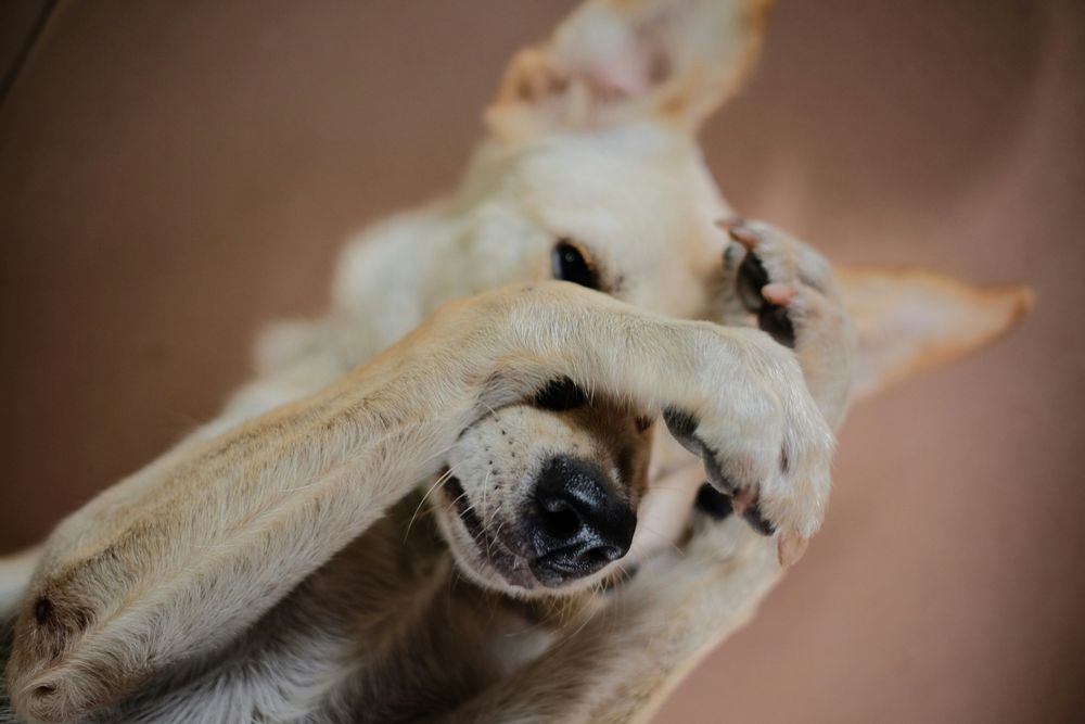 Flea Prevention for Dogs: Straightforward Advice That Works