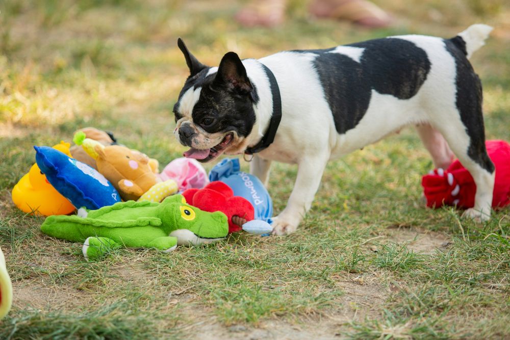 What Color Toy Should You Choose for Your Dog? Tips Backed by Experience