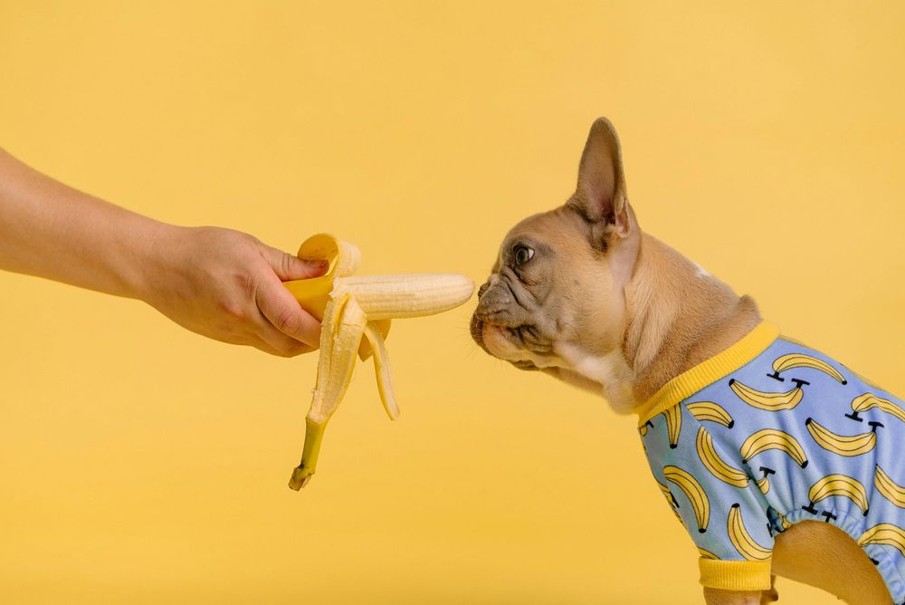 Can Dogs Eat Human Food? My Surprising Discovery and What I Learned
