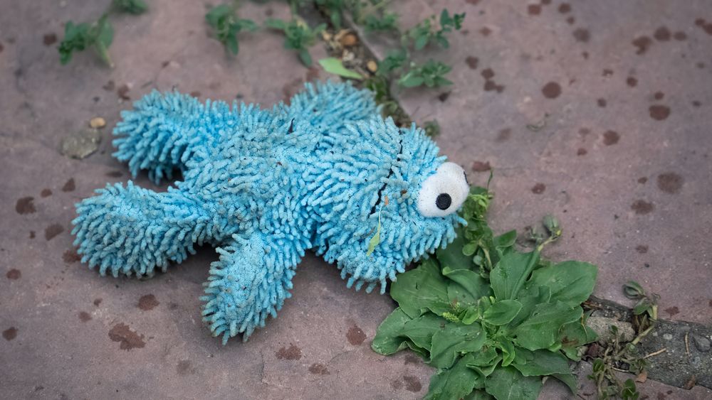 How to Stop Dogs from Destroying Their Toys: A Calm and Effective Strategy to Prevent Destruction and Promote Calm