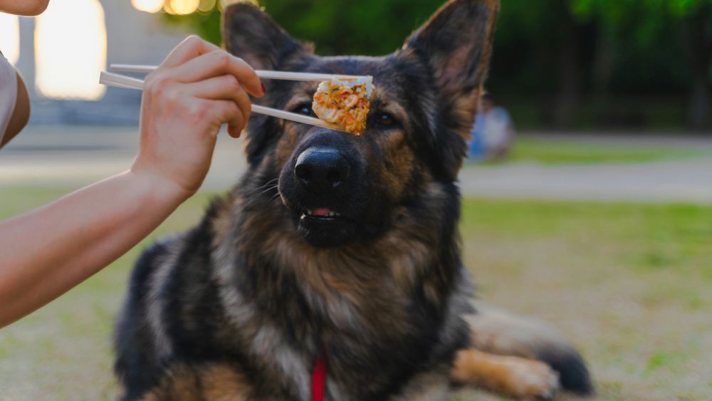 Why You Should Never Feed Your Dog at the Dinner Table: A Simple Habit to Avoid for Peaceful Mealtime