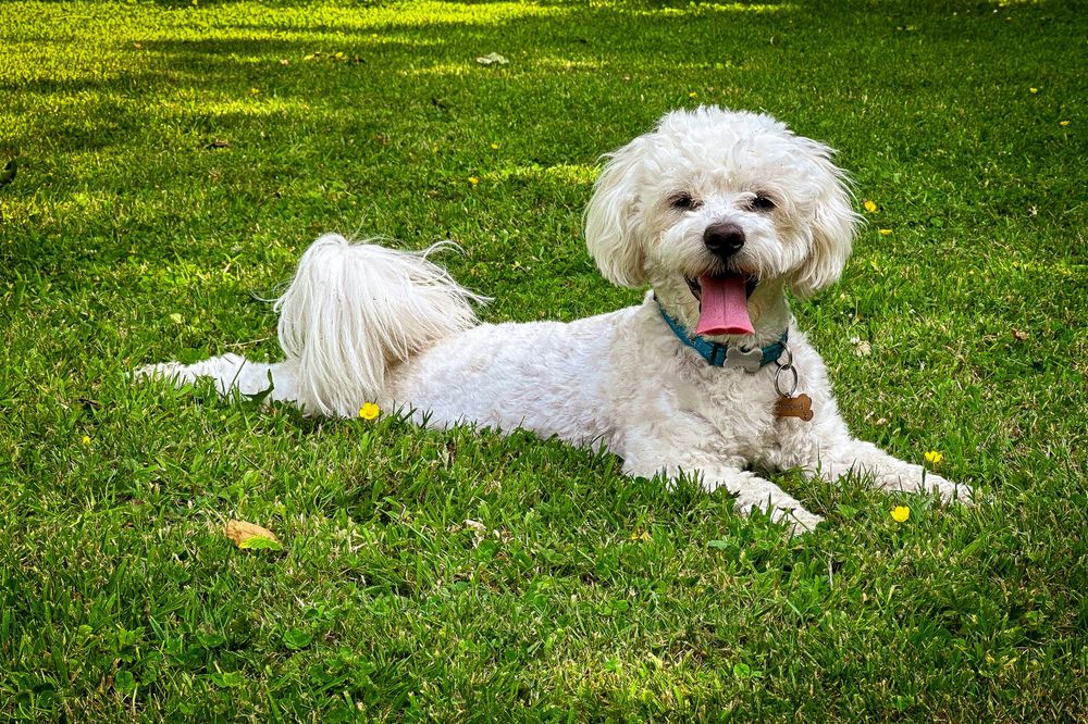 Why Is My Dog Panting So Much? Keeping Your Pup Cool in Hot Weather