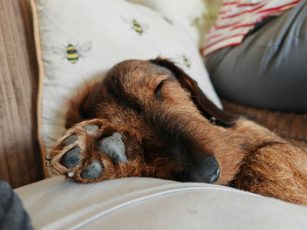 Understanding and Preventing Dog Paw Pad Peeling: The In-Depth Guide