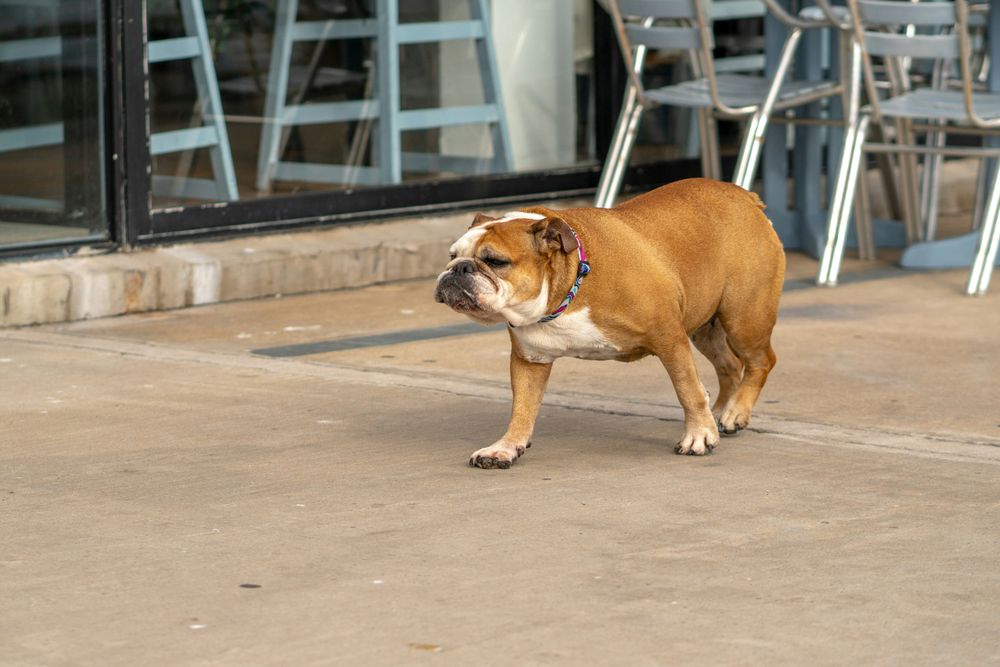 Why Is My Dog Overweight? Understanding Causes and How to Help Your Furry Friend
