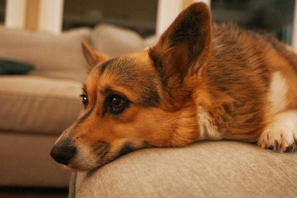 Helping Your Pup Overcome Separation Anxiety: Practical Strategies That Work