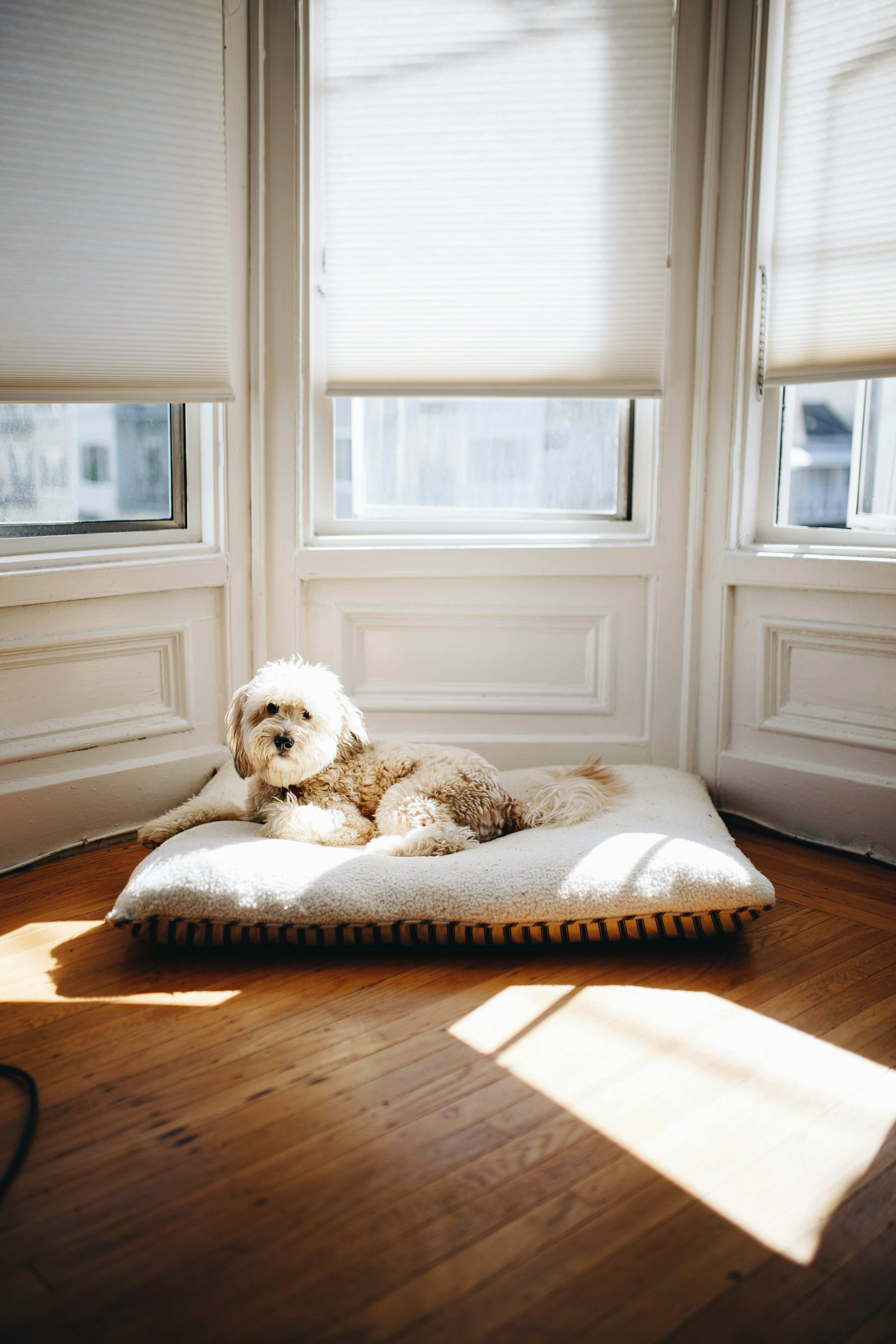 A small, fluffy dog lounges on a soft bed in a sunlit corner by three windows.