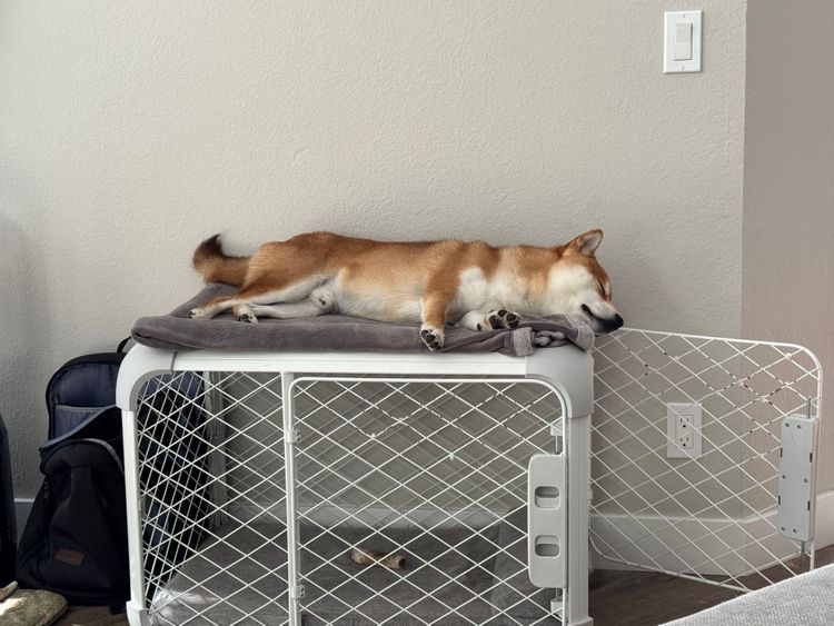 How Crate Training Creates a Safer, Happier Home for Your Dog
