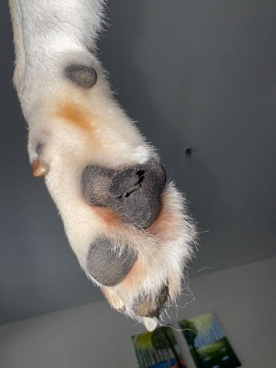 Why Is My Dog’s Paw Pad Peeling? Causes, Care, and When to Worry