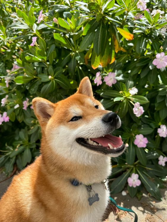 How Supplements Can Help Your Pet Achieve a Healthy Skin and Coat