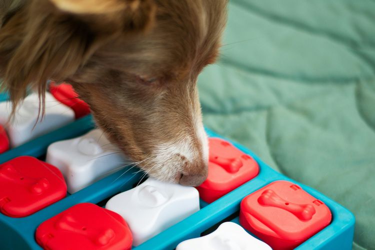 The Importance of Enrichment Toys for Dogs