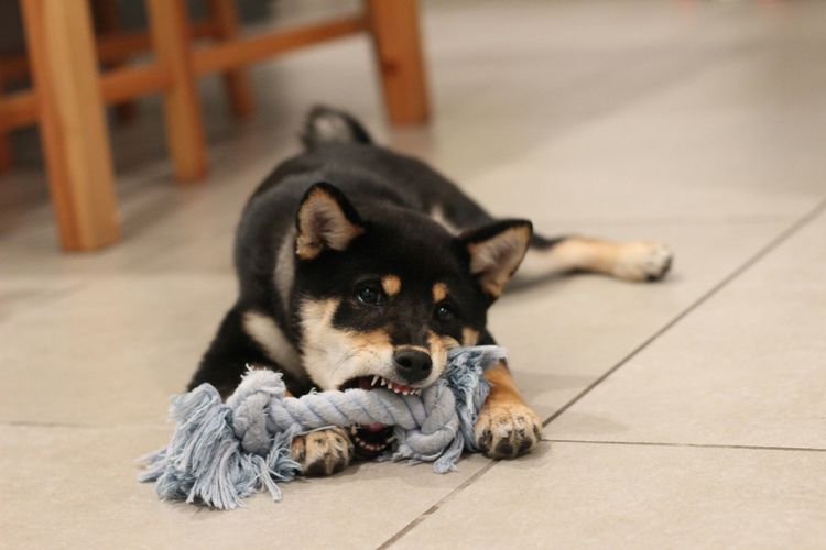 Resource Guarding in Dogs Explained: What It Is and How to Fix It