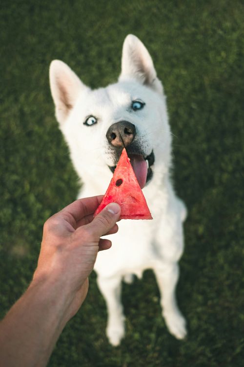 Why Your Dog May Weigh More After Switching from Kibble to Fresh Pet Food