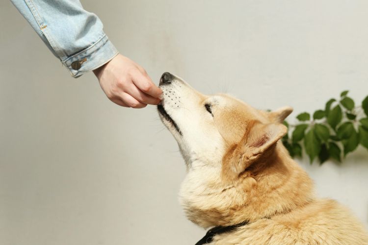 Transitioning Your Dog to a New Food: A Comprehensive Guide